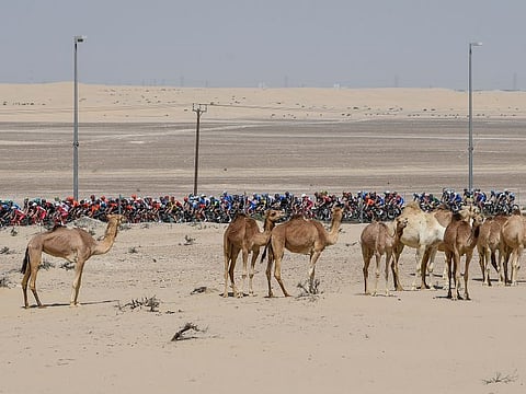 A peloton of UAE Tour passes by as the camels keep a watch in 2019 edition of the event.