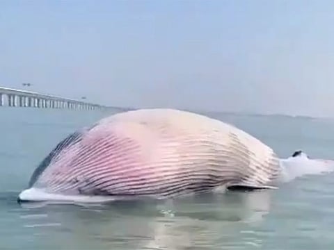 a 20-foot long dead whale that was found next to the Al Jaber Causeway.