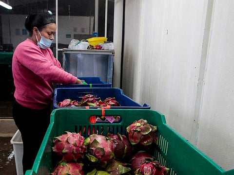 The Gujarat government has changed the name of the dragon fruit to 'kamalam' or lotus.