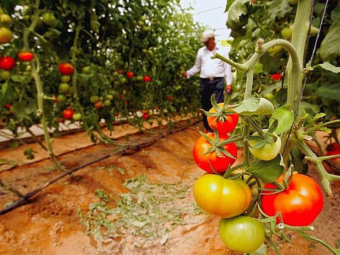 The best food comes from a local fruit and vegetable market, not a packet on a shelf