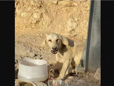 The injured and bleeding dog was found on Saturday by passers-by.