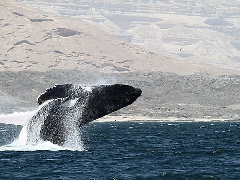 The International Whaling Agency praised the concerted efforts of the agencies in Oman involved in the rescue of a humpback whale stuck in a net in sea off Duqm port recently.