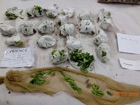In an undated image provided by the New Zealand Ministry for Primary Industries, the cacti and succulents Wenqing Li hid in stockings tied to her body. The woman who tied nearly 1,000 cacti and succulent plants to her body in an attempt to smuggle them into New Zealand in 2019 has been sentenced to 100 hours of community service and 12 months of intensive supervision for violating the country’s biosecurity laws, government officials said.