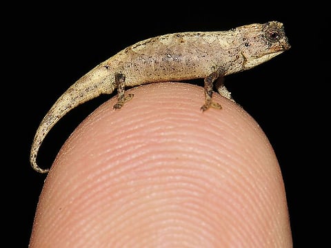 The chameleon "Brookesia nana", identified as Earth's smallest known reptile, in Madagascar.