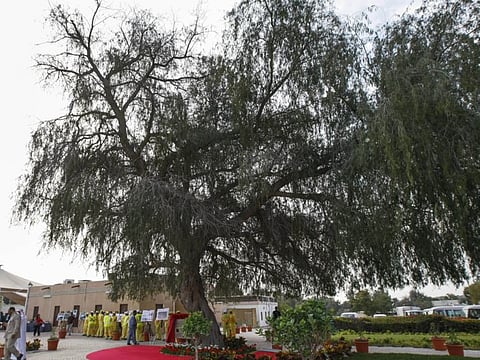 This ghaf tree, located in Zabeel 1, Dubai, is believed to be about 100 years old.