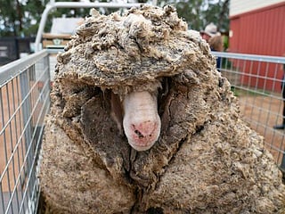 Baarack from the brink: Wild sheep rescued in Australia shorn of 35 kg fleece