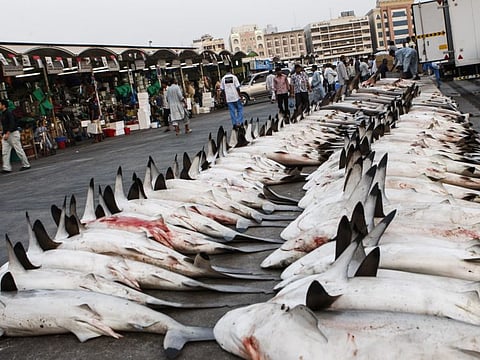 The shark catch at a fish market in UAE being unloaded from truck for an auctions. Photo for illustrative purpose only.