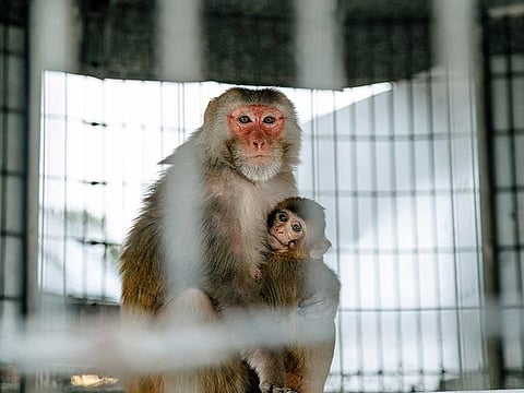 Pink-faced rhesus macaque monkeys at the Tulane University National Primate Research Centre in Covington, La., outside New Orleans, on Feb. 12, 2021. The coronavirus pandemic has highlighted the United States’ dependence on China for research animals, reviving calls for a "strategic monkey reserve."