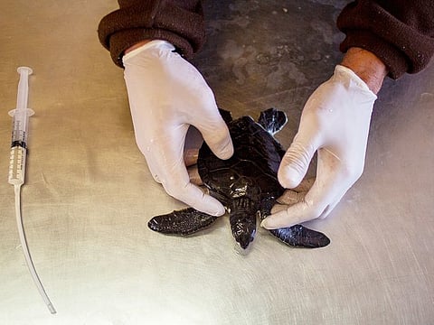 Guy Ivgy, a medical assistant at the Sea Turtle Rescue Center in Michmoret, north of Tel Aviv, cleans 6-month-old green sea turtle from tar after an oil spill in the Mediterranean Sea.