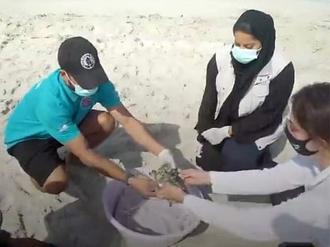 Every year, about 300 turtles are found stranded on the emirate’s shores.