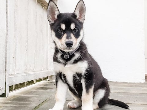 Diya, the new Huskie puppy