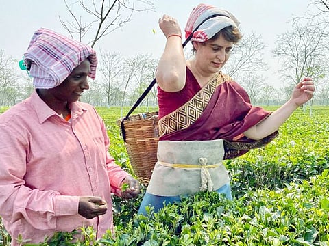 Congress Leader Priyanka Gandhi Vadra plucks tea leaves at Sadhuru tea garden in Biswanath on Tuesday.