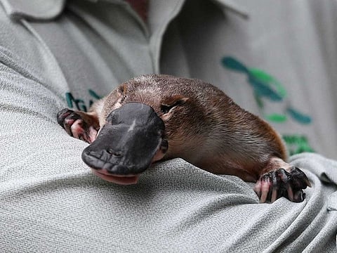 Annie the Platypus is seen during a World Wildlife Day announcement pledging to save the Australian platypus from extinction, at Taronga Zoo in Sydney, Australia, March 3, 2021.