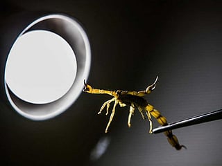 In Pictures: Egypt's 'Scorpion King' turns venom into money