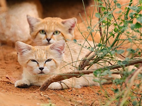 Al Ain Zoo's 5th Nation Conservation Festival will run till November 12.
