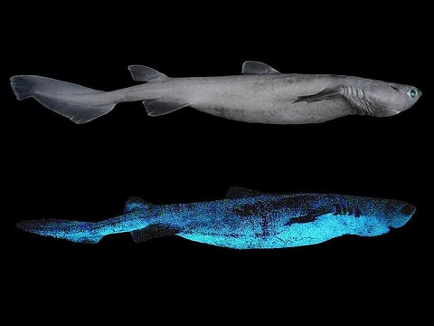 Two views of Dalatias licha, or the kitefin shark: during daylight, top, and its luminescent pattern, bottom.