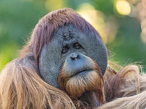 An orangutan who was recently vaccinated against COVID-19 at the San Diego Zoo, California.