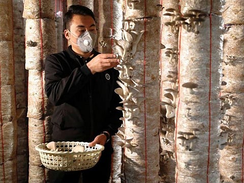 Rasool Rezaie collects mushrooms at his farm in Kabul, Afghanistan.