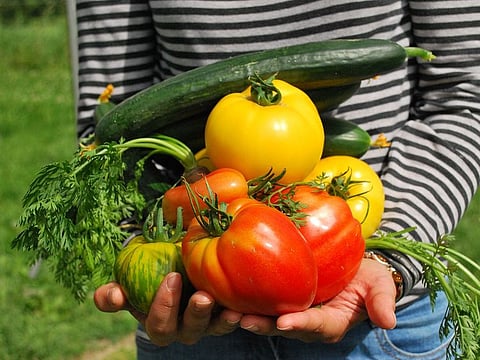 A gardener holds vegetables harvested from a kitchen garden