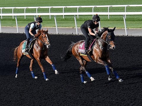Dubai World Cup hopefuls work the track at Meydan