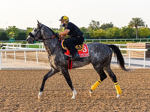 Sleepy Eyes Todd looked to be in fine form at MAydan ahead of the Dubai World Cup