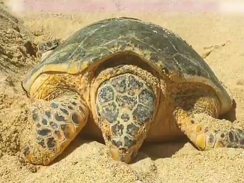 An endangered hawksbill turtle has been spotted by the Dubai Municipality (DM) nesting a total of 121 eggs at Jebel Ali Wetland .