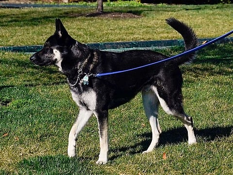 A handler walks Major, one of President Joe Biden and first lady Jill Biden's dogs, Monday, March 29, 2021, on the South Lawn of the White House in Washington.