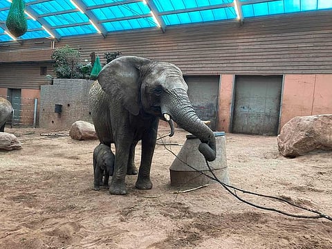 This handout picture taken on March 30, 2021 and released on April 9, 2021 by Boras Djurpark shows 16-year-old African elephant Panzi walking with her elephant calf in the Zoo enclosure in Boras, Sweden. Rejected by his herd after the birth of another baby elephant, a baby elephant barely two weeks old died on April 9 night at Boras Zoo in Sweden, where his fate has moved the country.