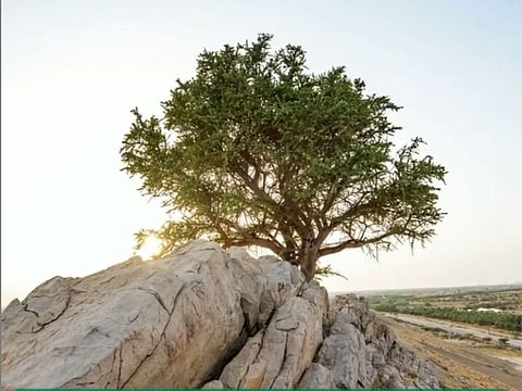 Al Sarh is an evergreen tree with small oval leaves, a leathery texture and dense branches.