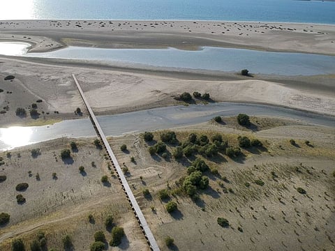 Look: Dubai Media Office shares a look inside the Dubai Mangrove Forest in Jebel Ali
