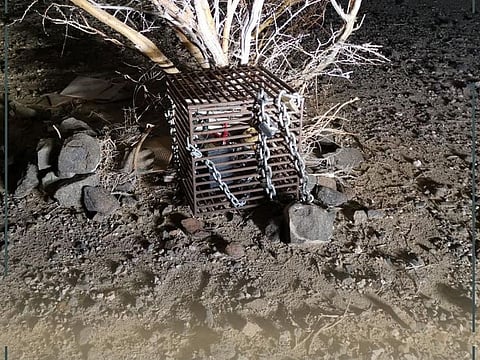 An illegal bird-trapping device.