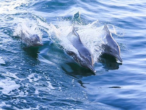 The Mubadala and MBZ Fund joint initiative has formed a $1.5 million fund for conservation of global flora and fauna.