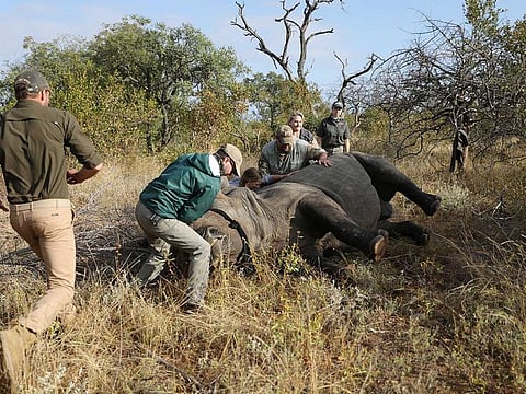 Veterinarians attend to a tranquillised rhino before it is dehorned, amid mounting fears of a rebound in rhino poaching, as the coronavirus disease (COVID-19) travel restrictions ease, at the Balule Nature Reserve in Hoedspruit, Limpopo province, South Africa April 26, 2021.