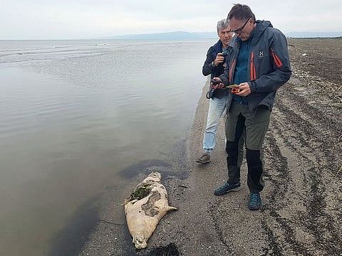 This handout picture taken on May 5, 2021, and released by the Russian Marine Mammal Research and Expedition Center shows workers near a dead seal laying on the shore of the Caspian sea outside Makhachkala.