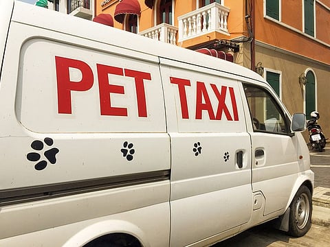 Pet taxis are here to save the day for you and your furry friend.