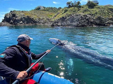 Thierry Auga-Bascou, scientist and member of the French Biodiversity Agency, takes a skin sample of Wally, the 15 month old grey whale, swimming in the Mediterranean Sea past the coast of Argeles-Sur-Mer, France, May 6, 2021.