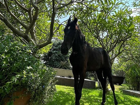 Dhoni is the second cricketer after CSK team-mate Ravindra Jadeja to keep a horse as pet.