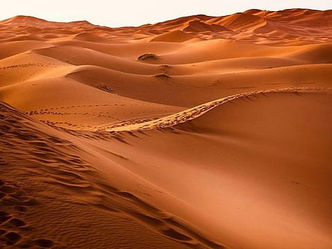 Abu Dhabi's environment sector regulator has urged more care during desert trips.