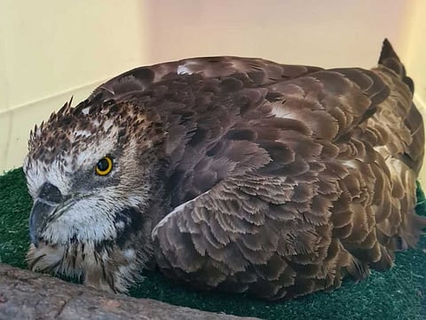 A rare migratory bird, an Oriental Honey Buzzard, flew into the home balcony of a German resident in Dubai.