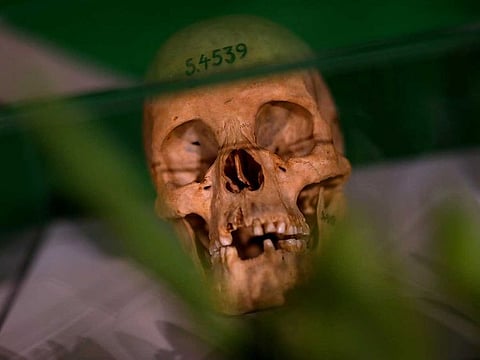 Human skulls from the Herero and ethnic Nama people are displayed during a ceremony in Berlin, Germany, August 29, 2018, to hand back human remains from Germany to Namibia following the 1904-1908 genocide against the Herero and Nama .