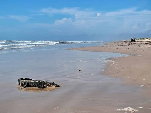 This May 24, 2021 photo provided by the National Park Service shows a young alligator traced to the Louisiana bayous on Padre Island beach in South Texas.