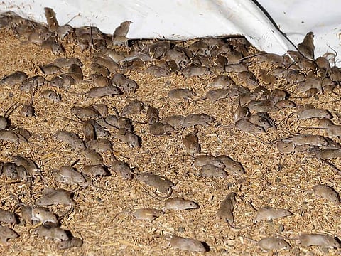 Mice scurry around stored grain on a farm near Tottenham, Australia.