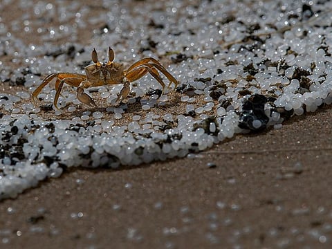 A crab roams on a beach polluted with polythene pellets that washed ashore from burning ship MV X-Press Pearl anchored off Colombo port at Kapungoda, out skirts of Colombo, Sri Lanka, Monday, May 31, 2021.