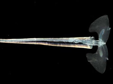 The creatures seen on Dubai beaches belong to the family of sea butterflies