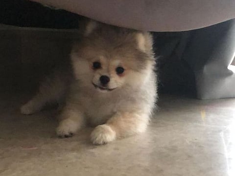 Holly, the eight-month-old pup