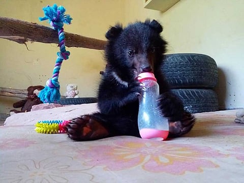 This orphaned Asian black bear cub, named Daboo, was recently rescued by animal rights activists from poachers in Pakistan. Dabbo is now in the care of IWMB officials in Islamabad.