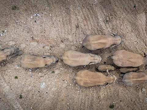 In this aerial photo released by China’s Xinhua News Agency, a herd of wild Asian elephants walks in E’shan county in southwestern China’s Yunnan Province, Friday, May 28, 2021. According to Chinese state media, nearby residents were evacuated as a precaution on Friday as the herd of 15 elephants have caused over 400 incidents and more than $1 million in damage since wandering out of a nature reserve area in mid-April.