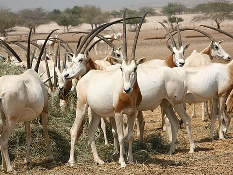 Aerial surveys have been adopted to count the Arabian oryxes to ensure the largest possible coverage of the Arabian Oryx Protected Area, within the shortest time possible.