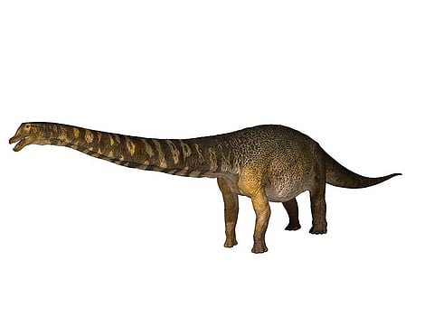 Australotitan cooperensis, a long-necked herbivore from the Cretaceous period, is estimated to have weighed 70 tons, measured two stories tall and extended the length of a basketball court.