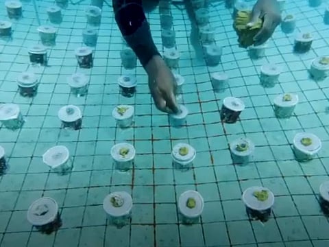 Abu Dhabi has launched the region’s largest coral reef rehabilitation project coinciding with the World Oceans Day, which is marked annually on June 8.